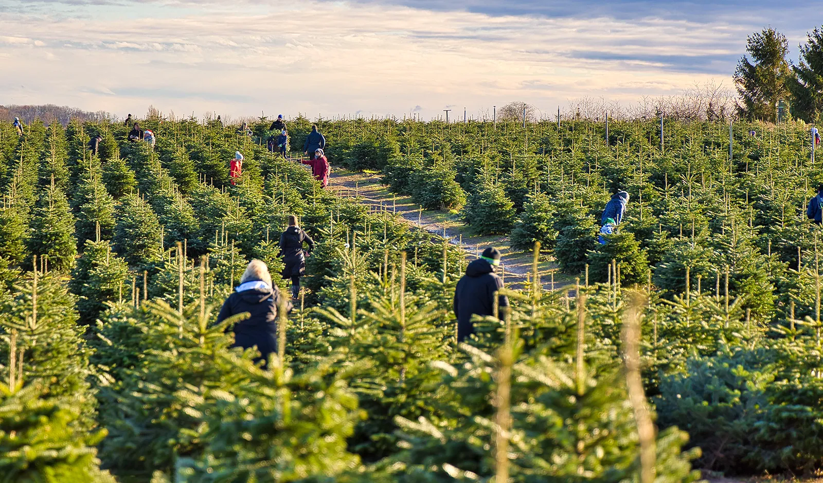 Besucher suchen ihren Weihnachtsbaum auf der Plantage des Werderaner Tannenhofs