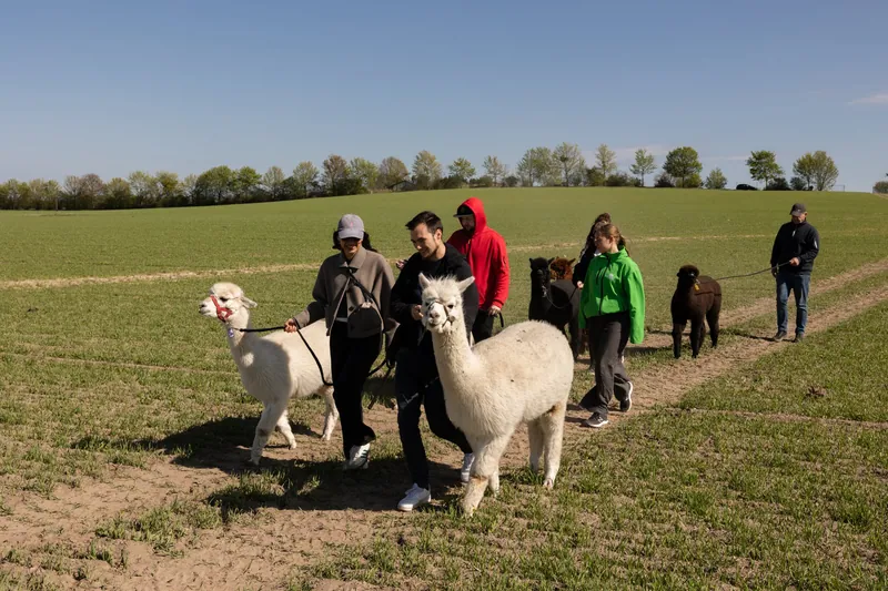 Gruppe mit Alpakas auf dem Feldweg