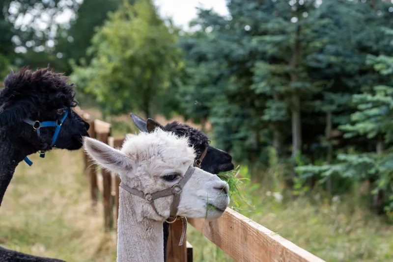 Alpakas am Zaun im Tierpark