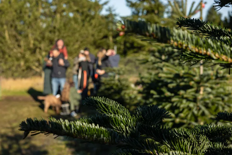 Familie mit Hund auf dem Weg durch die Weihnachtsbaumplantage