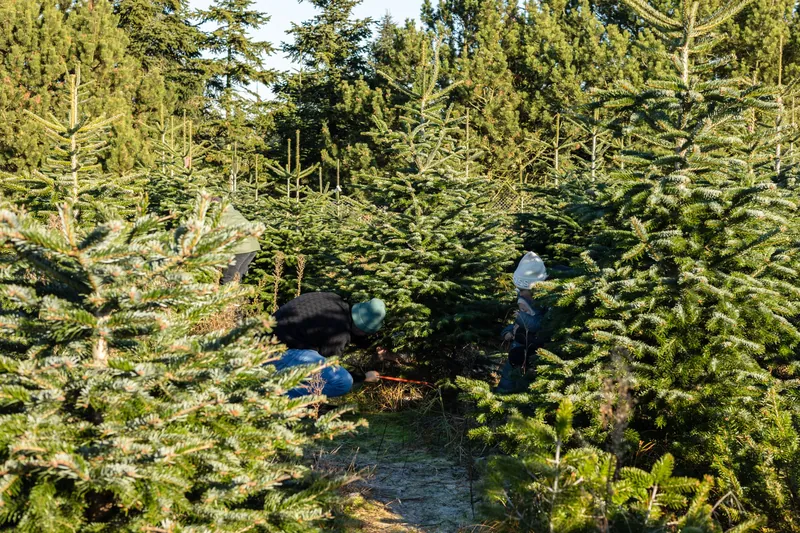 Familien suchen ihren Weihnachtsbaum auf der Plantage