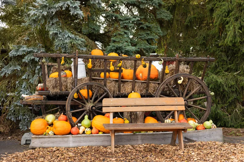 Leiterwagen mit Kürbissen zum Erntedank