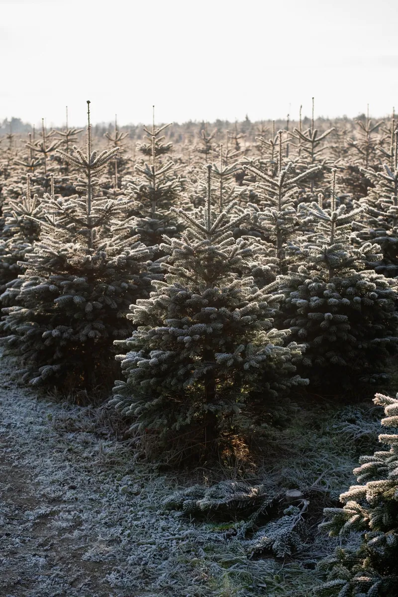 Tannen mit Raureif auf der Plantage