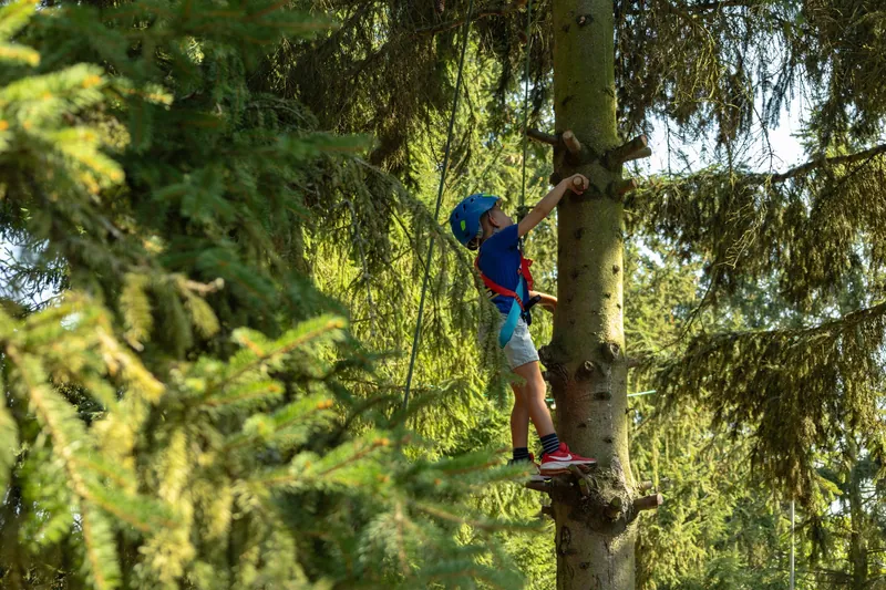 Zapfenernte hoch oben in der Tanne