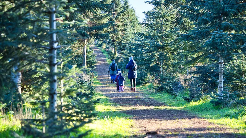 Plantage Wald