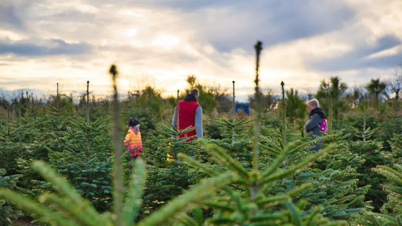 Weihnachtsbaumplantage im Winterlicht