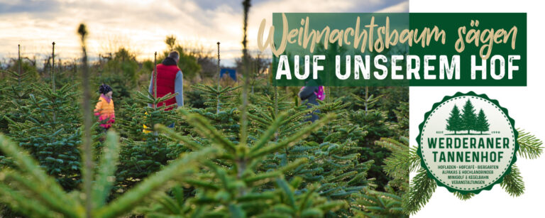 Weihnachtsbaum selber schlagen - Werderaner Tannenhof